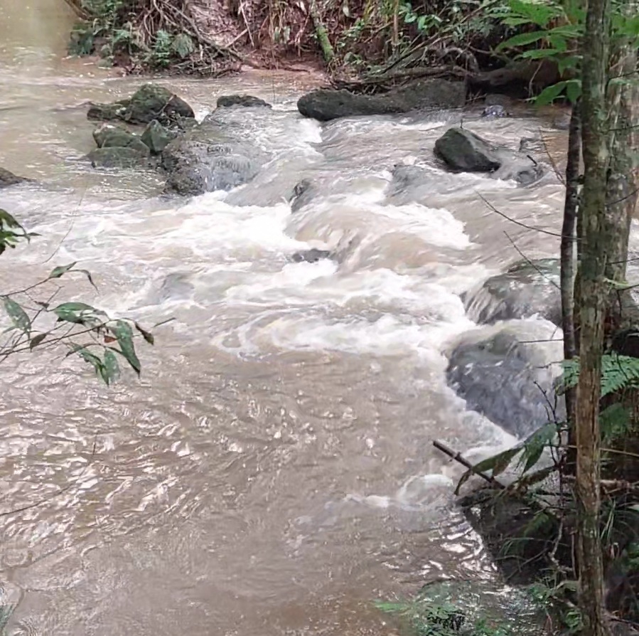 Gira No Bambuzal - 05/04/2025